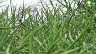 Repce-mustra a SUMI Agro növényvédelmi technológiákkal!