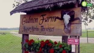 Meghívó az Invest Kft. október 3-ai gépbemutatójára - CASE IH, Pöttinger a Gudmon Farmon!