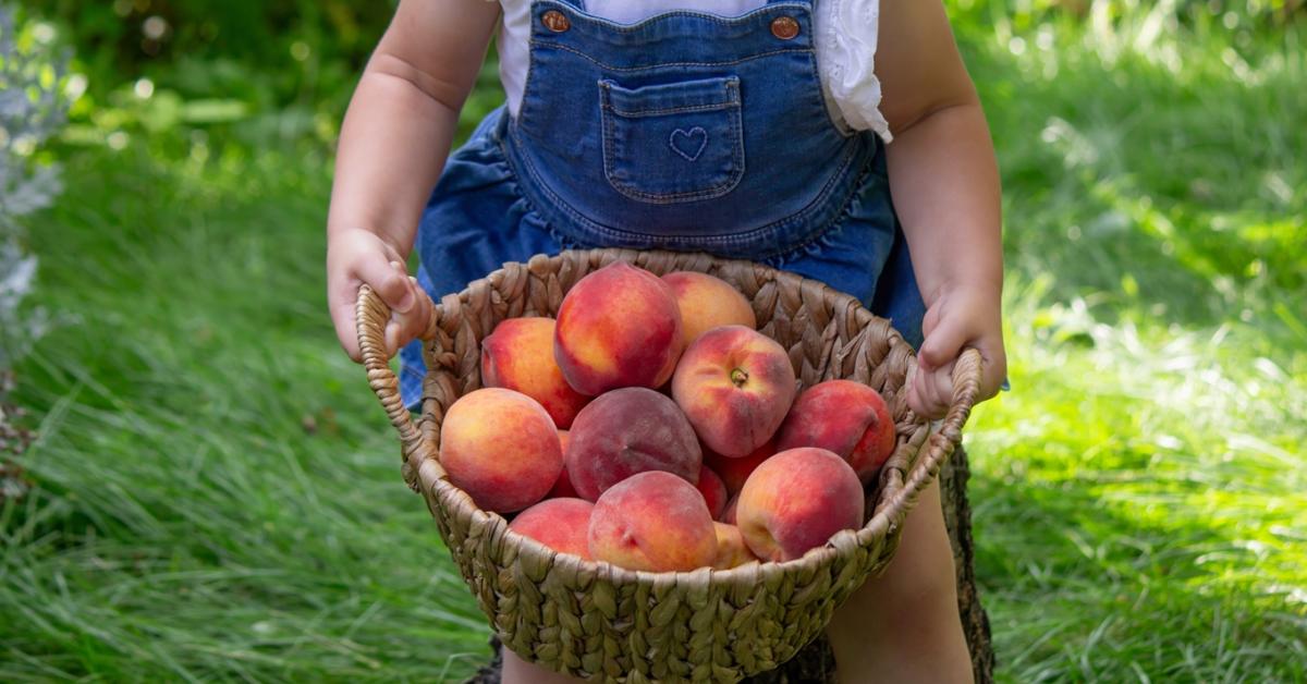 Szedd magad őszibarack: még tart a szezon, így alakulnak most az árak