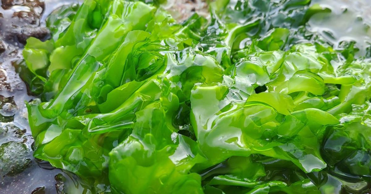 Tengeri alga került a marhák takarmányába – ezért próbálják ki a gazdák
