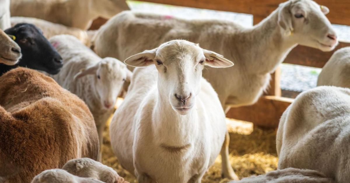 Életbe lépett az új EU-s fuvarszabály: mutatjuk, mikor mentesülnek a magyar gazdák a tachográf alól