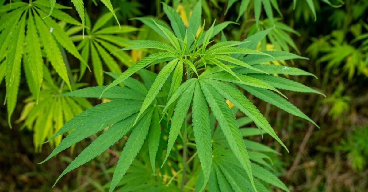 Őstermelői papírokkal álcázta a kenderültetvényt Őstermelői papírokkal álcázta a kenderültetvényt