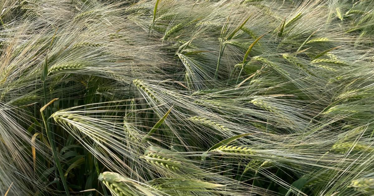 Vírusrezisztens árpahibridek: új lehetőség a termésbiztonság növelésére Vírusrezisztens árpahibridek: új lehetőség a termésbiztonság növelésére