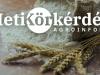 „Kik” a malmok kedvencei? – Heti Körkérdés