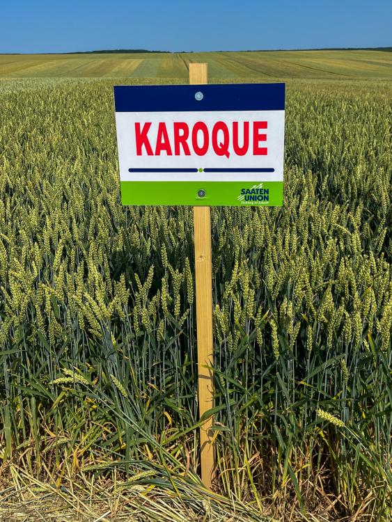 körkérdés körkérdés
