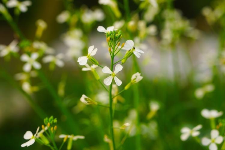 Arabidopsis thaliana Arabidopsis thaliana