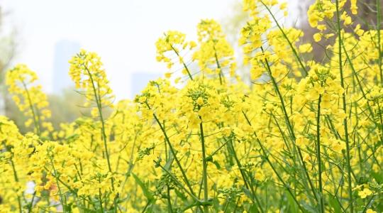 Az őszi káposztarepce drónos növényvédelme és a szabályos alkalmazás feltételei Az őszi káposztarepce drónos növényvédelme és a szabályos alkalmazás feltételei