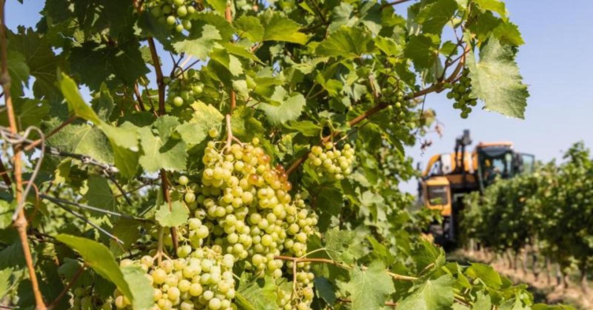 Megkezdődött a Csabagyöngye szürete Megkezdődött a Csabagyöngye szürete