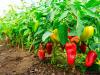 Paprika gondozása augusztusban: mitől pirosodik és miért marad el a termés?