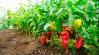 Paprika gondozása augusztusban: mitől pirosodik és miért marad el a termés?