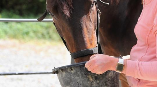 Ilyet még nem láttak a zsámbéki mentők: egy vödör vízzel segítettek az éjjeli látogatónak
