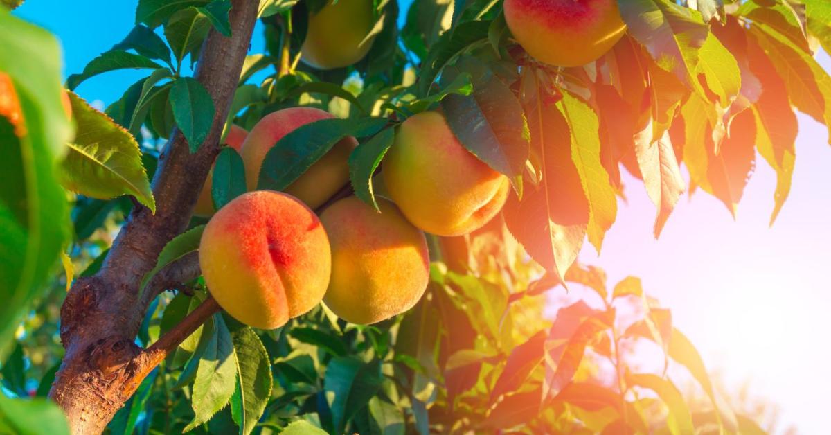 Őszibarack szedése és tárolása: hogyan marad tovább friss? Őszibarack szedése és tárolása: hogyan marad tovább friss?