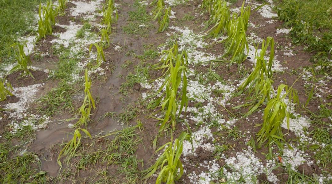 Emelik az előleget, eltörlik a tagdíjat: új agrárintézkedéseket jelentettek be