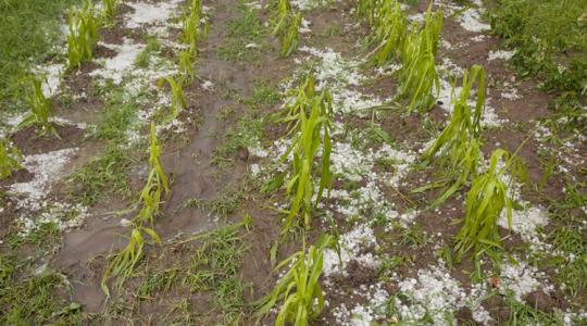 Emelik az előleget, eltörlik a tagdíjat: új agrárintézkedéseket jelentettek be Emelik az előleget, eltörlik a tagdíjat: új agrárintézkedéseket jelentettek be