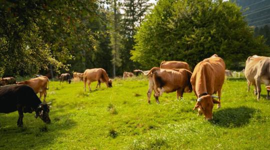Végleg felborul a legeltetési idény: miért kell teljesen újragondolni a tavaszi és nyári szezont?