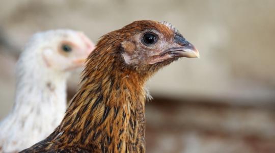 Durva, amit az egyiptomi tyúk genetikája tud Durva, amit az egyiptomi tyúk genetikája tud