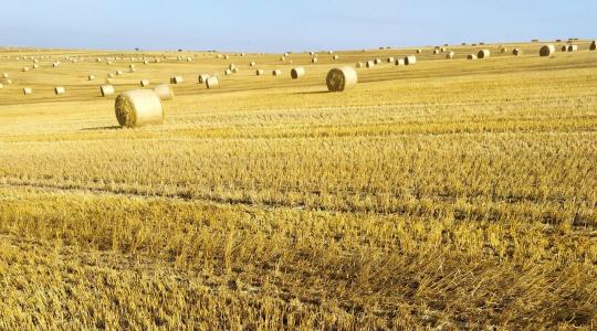 Tarlóápolás aratás után: hogyan őrizhető meg több nedvesség a talajban?