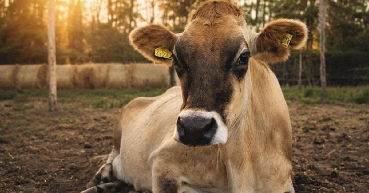A takarmányhiány miatt majdnem eladták Szegfűt A takarmányhiány miatt majdnem eladták Szegfűt