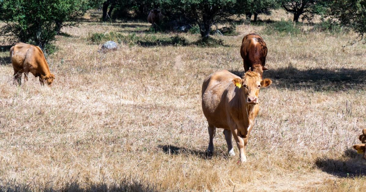 Pezseg a marhapiac, magasak a hazai árak Pezseg a marhapiac, magasak a hazai árak