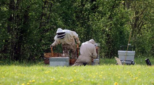 Méhészet augusztusban: etetés, varroa-ellenőrzés és téli felkészítés