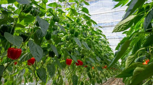 Drasztikus lépésre szánta el magát a spanyol agrártárca: így kezelik a pusztító paprikajárványt