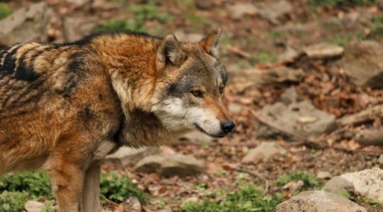 Farkasok: már a lakott területektől sem félnek? Farkasok: már a lakott területektől sem félnek?