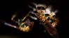 Természetes védekezés a darazsak ellen: ezek a növények segíthetnek a kertben és a teraszon