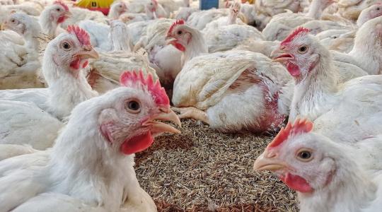 Hiába az antibiotikum, mégis hullik a csirke? Ezt találták a kutatók a mintákban Hiába az antibiotikum, mégis hullik a csirke? Ezt találták a kutatók a mintákban