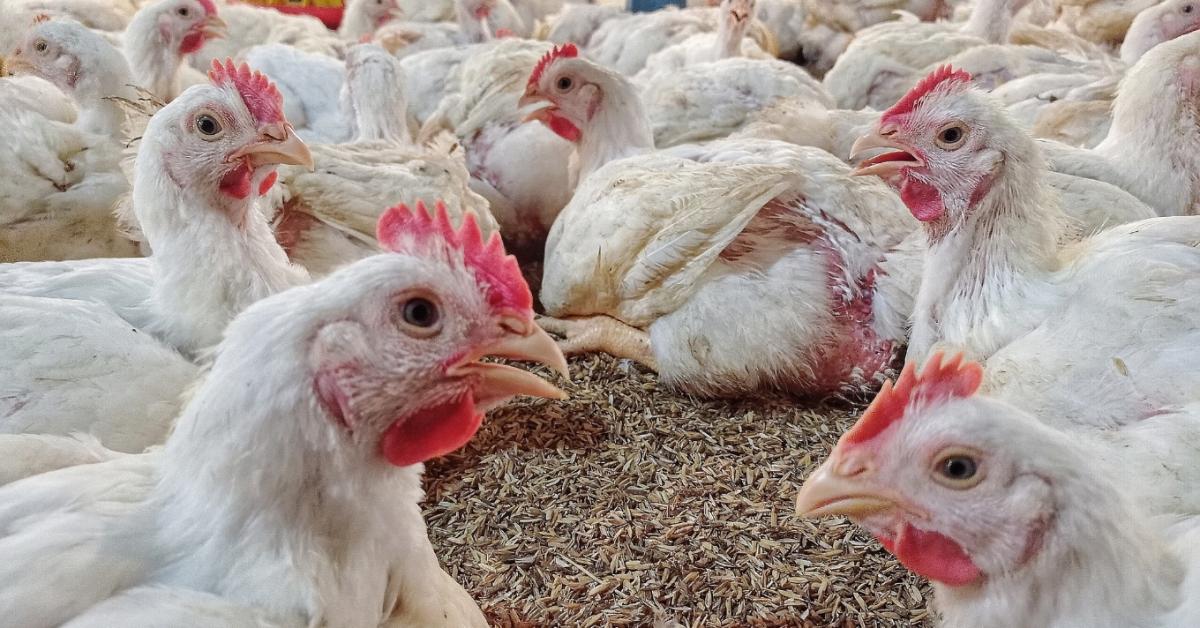Hiába az antibiotikum, mégis hullik a csirke? Ezt találták a kutatók a mintákban