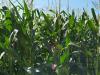 Meglepte a piacot az USA: talált még fél-fél millió hektár kapásnövényt