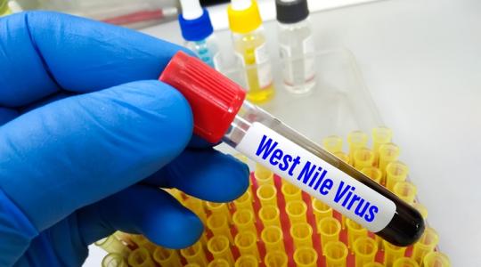 Rohamosan terjed a nyugat-nílusi vírus a népszerű európai nyaralóhelyen Rohamosan terjed a nyugat-nílusi vírus a népszerű európai nyaralóhelyen