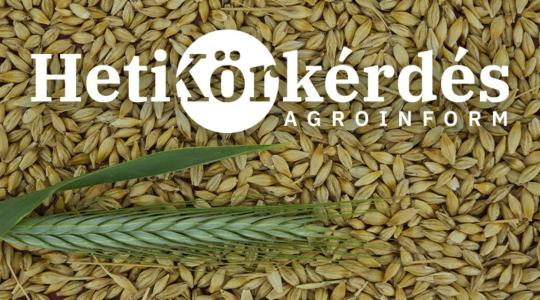 A vetésidő jelentősége búzafajtánként – Heti Körkérdés