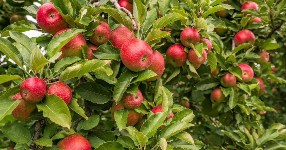 Szárazság miatt aggódnak az almatermelők – veszélyben a cider- és párlatgyártás