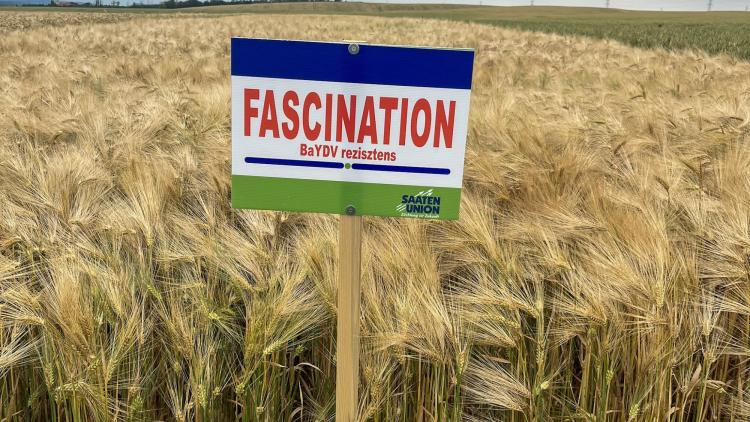Egy tábla áll egy búzatáblában, rajta a "FASCINATION" felirat és a "BaYDV rezisztens" szöveg. Egy tábla áll egy búzatáblában, rajta a "FASCINATION" felirat és a "BaYDV rezisztens" szöveg.