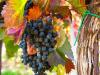 Riasztás a szőlőkben: rendkívüli jogköröket kaptak a hegybírók