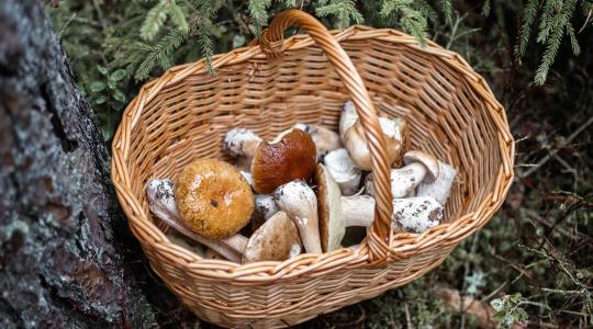 Aranyáron mérik a piacon, de megéri az árát