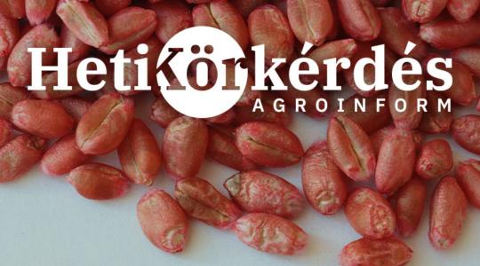Meddig tart és mire terjed ki egy kalászos csávázószer védelme? – Heti Körkérdés