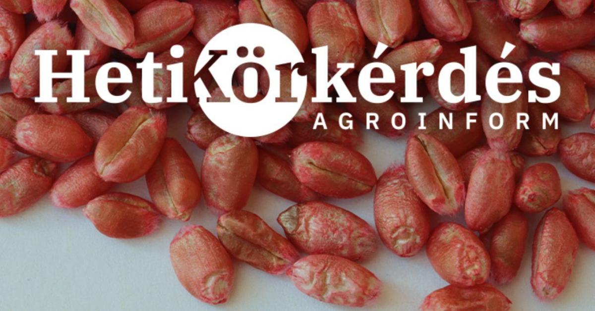 Meddig tart és mire terjed ki egy kalászos csávázószer védelme? – Heti Körkérdés