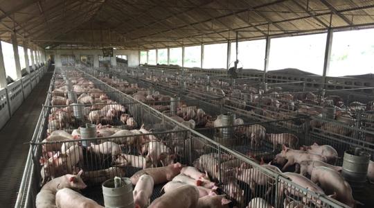 Nagyon igyekszik ez az ország: a gazdákkal méreti fel a sertéstelepek állapotát
