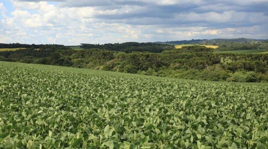 Veszélyben a szója piaca: kitiltaná az EU a szójaolajat a bioüzemanyagokból?