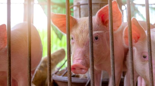 Újra lecsapott a sertéspestis: egy teljes állományt számolnak fel Baranyában Újra lecsapott a sertéspestis: egy teljes állományt számolnak fel Baranyában