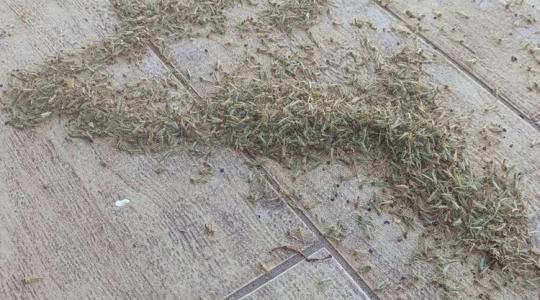 Elképesztő árvaszúnyogfelhőkkel küzdenek a balatoni nyaralók, és már készülőben az újabb rajzás Elképesztő árvaszúnyogfelhőkkel küzdenek a balatoni nyaralók, és már készülőben az újabb rajzás