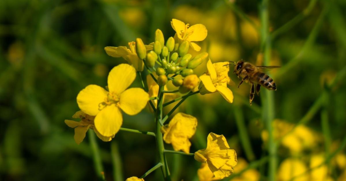 Sumi Agro technológia a repce őszi növényvédelméhez Sumi Agro technológia a repce őszi növényvédelméhez