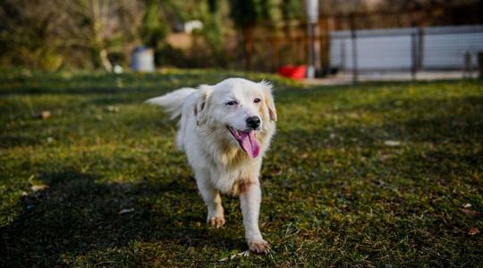 Bolhák a kertben és a háziállatok körül: honnan indul a fertőzés?