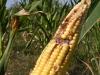 Aflatoxinos lesz a megmaradt kukorica? A betakarítás időpontján múlhat