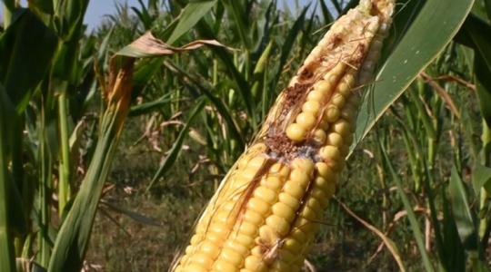 Aflatoxinos lesz a megmaradt kukorica? A betakarítás időpontján múlhat