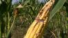 Aflatoxinos lesz a megmaradt kukorica? A betakarítás időpontján múlhat