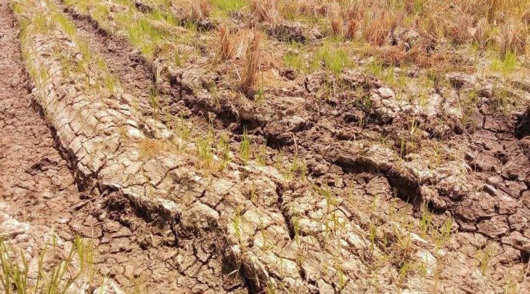Kiszáradó kutak, eltűnő kukoricaföldek: drámai a helyzet a Homokhátságon
