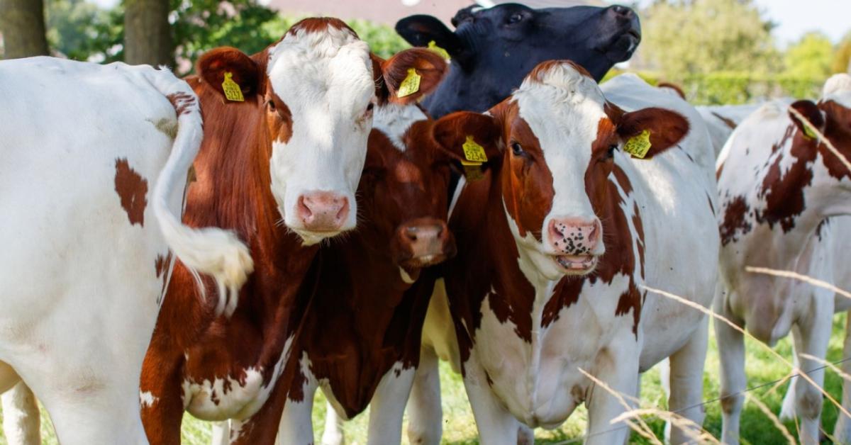 Szigorított a NÉBIH az élőállat-szállításban: ezért utasíthatják vissza a szállítmányt a határon
