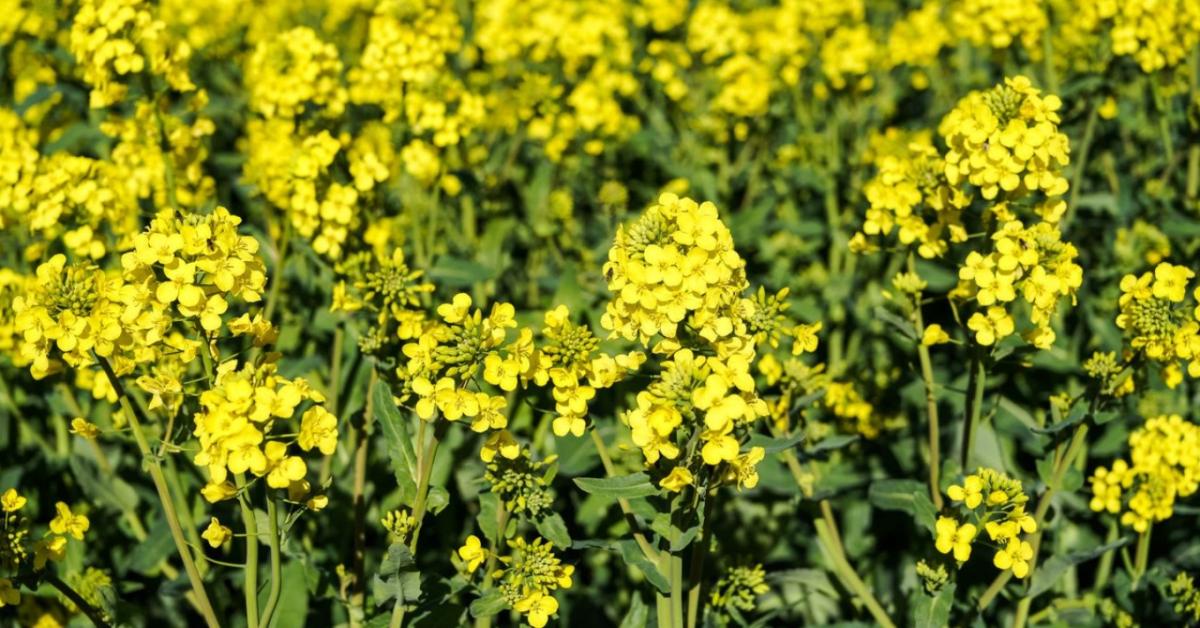 Repcevetés előtt: hatékony talajkezelési lehetőségek